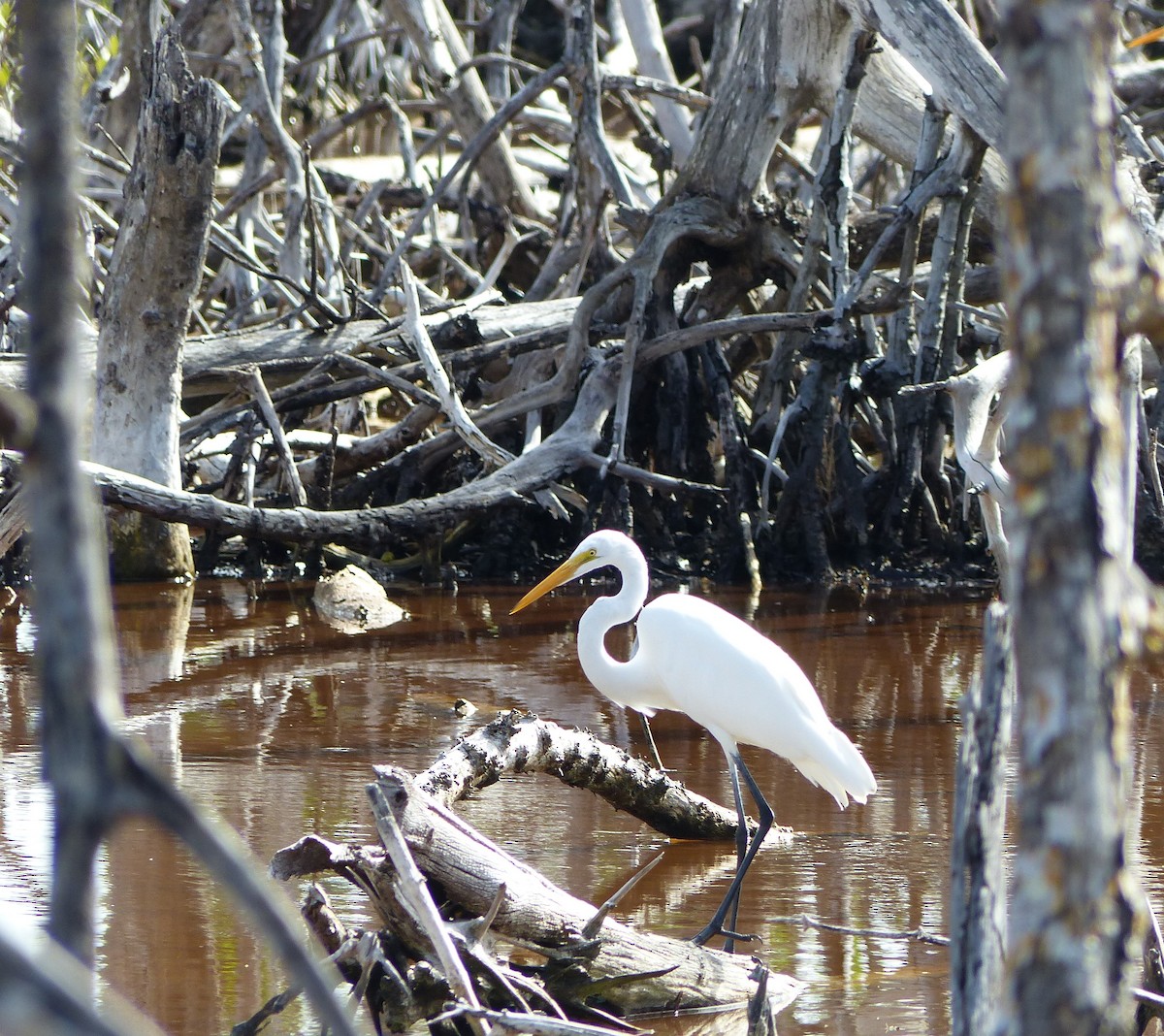 Great Egret - ML613322904