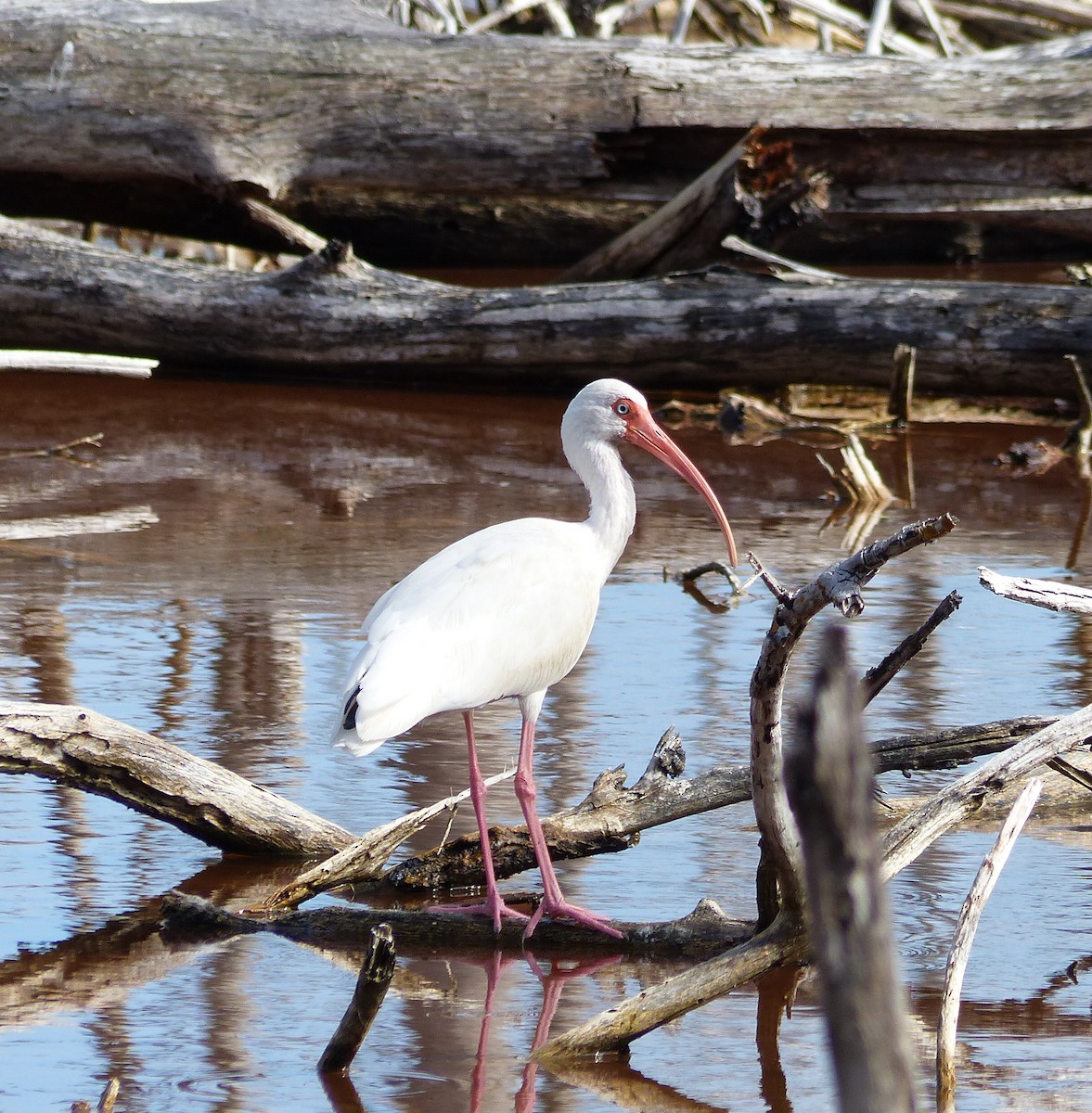 White Ibis - ML613322909