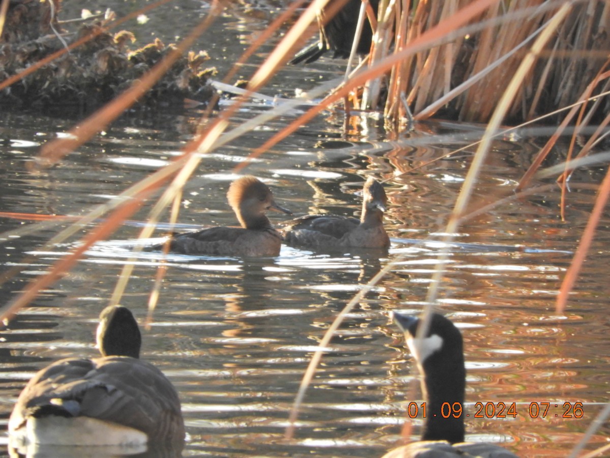 Hooded Merganser - ML613322914