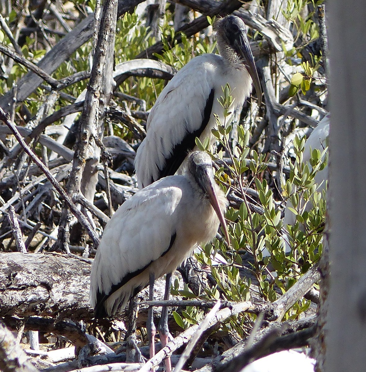 Wood Stork - ML613322915