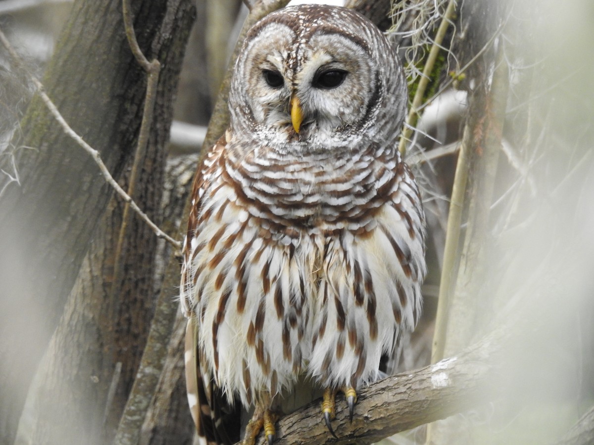 Barred Owl - ML613323059