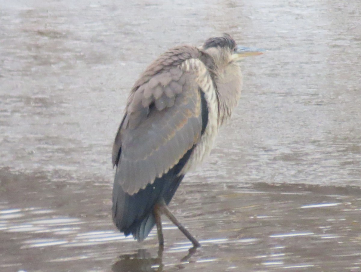 Great Blue Heron - Barbara Mansell