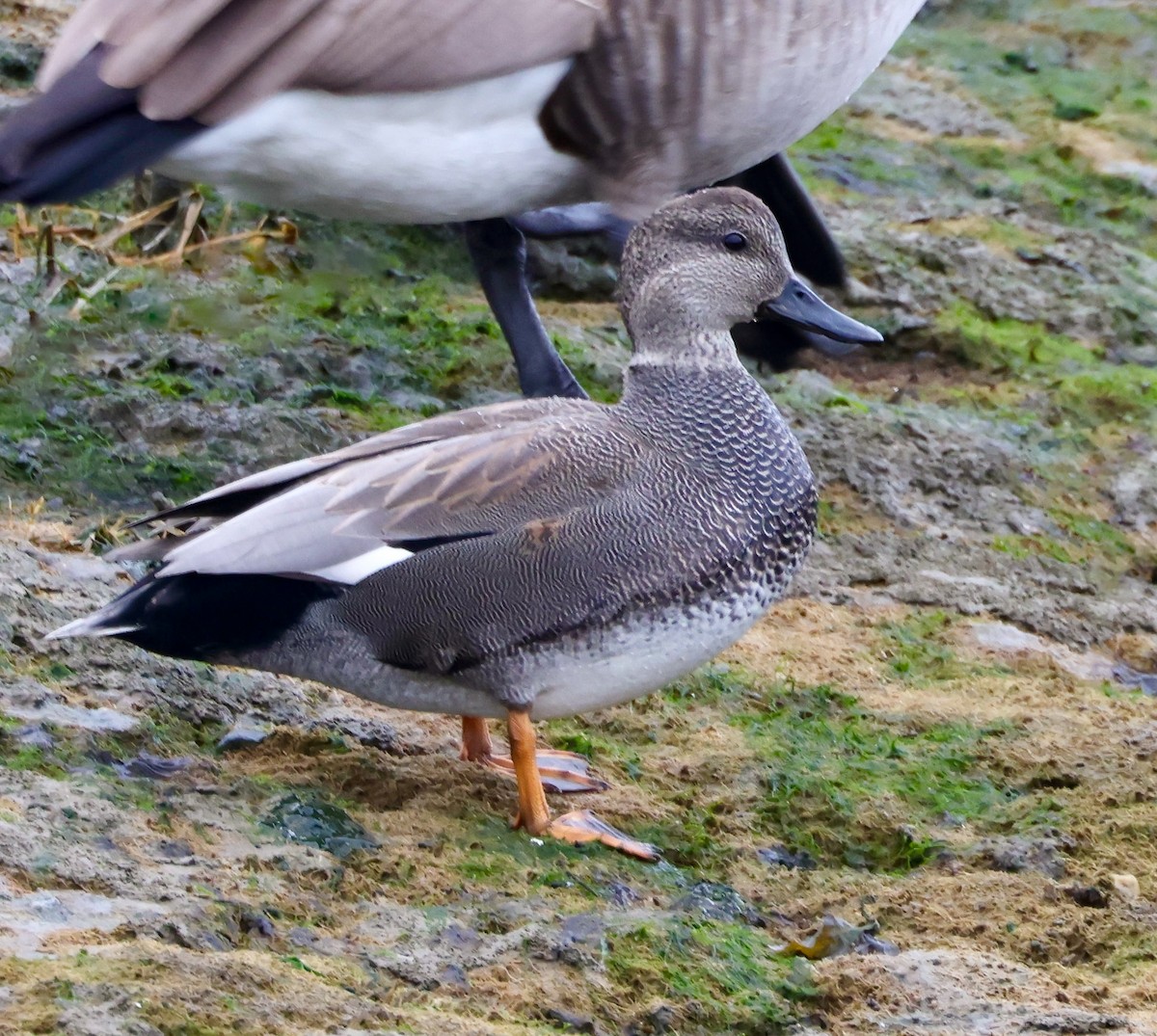 Gadwall - Lee Anne Beausang