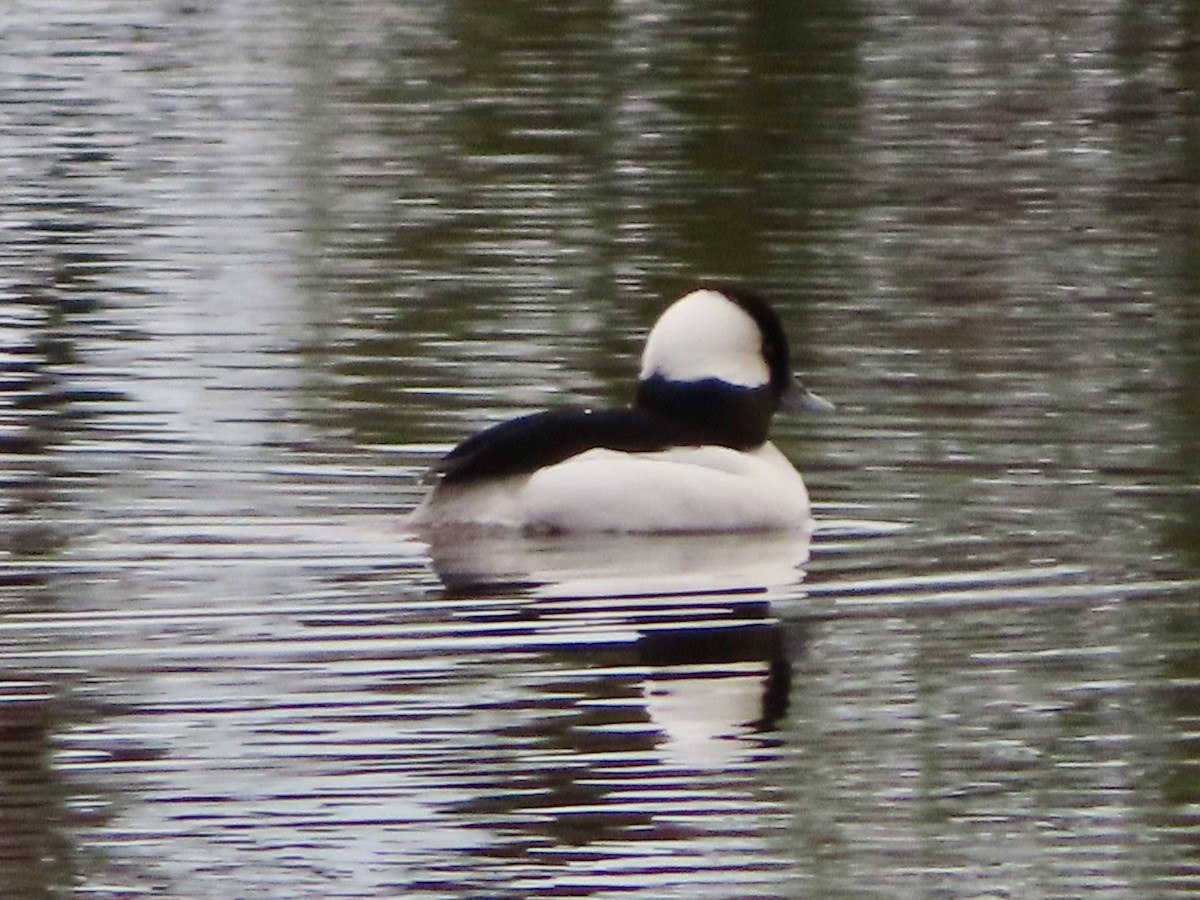 Bufflehead - ML613323296