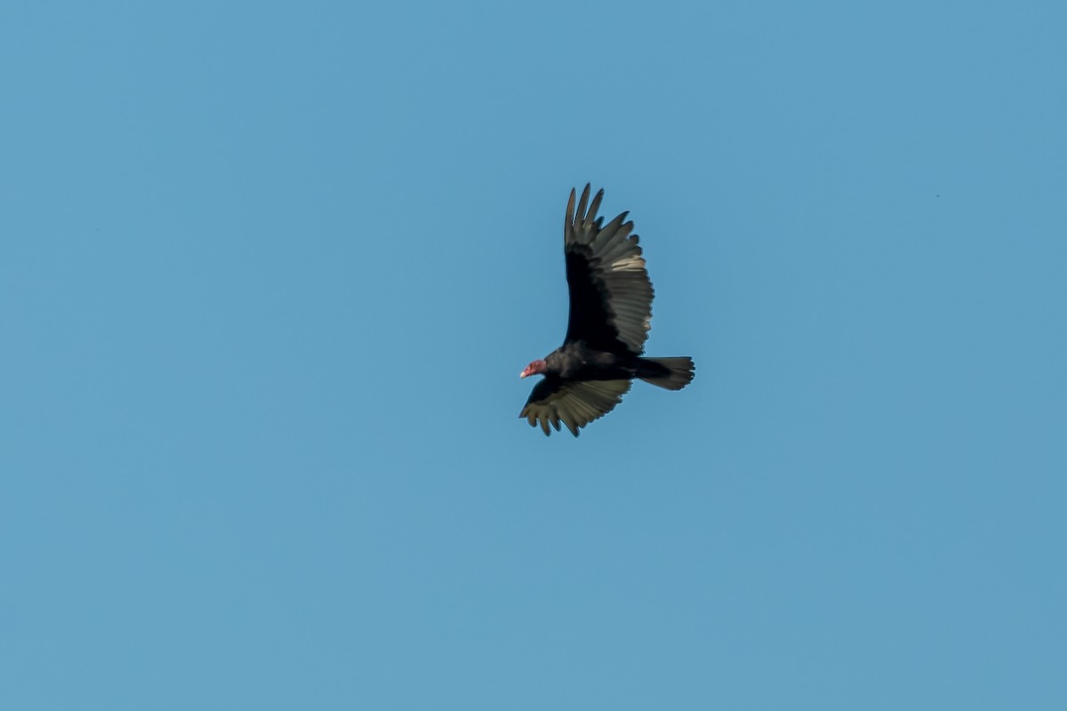 Urubu à tête rouge - ML613323381