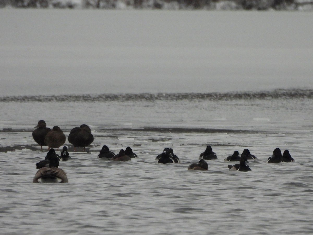 Ring-necked Duck - ML613323427