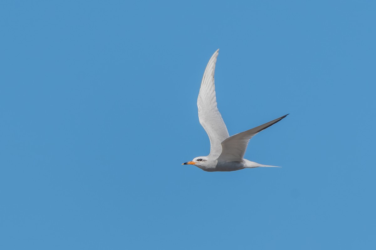 Snowy-crowned Tern - ML613323455