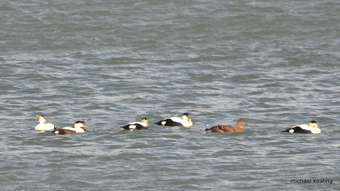 Common Eider - ML613323461