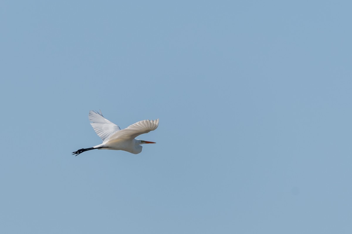 Great Egret - ML613323462