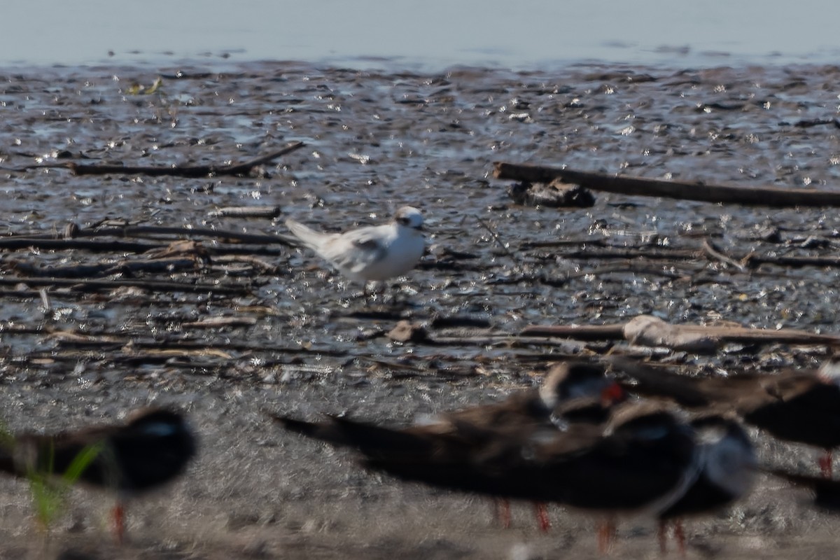 Common Tern - ML613323471