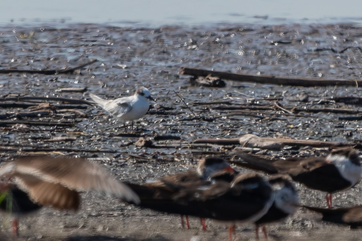 Common Tern - ML613323472