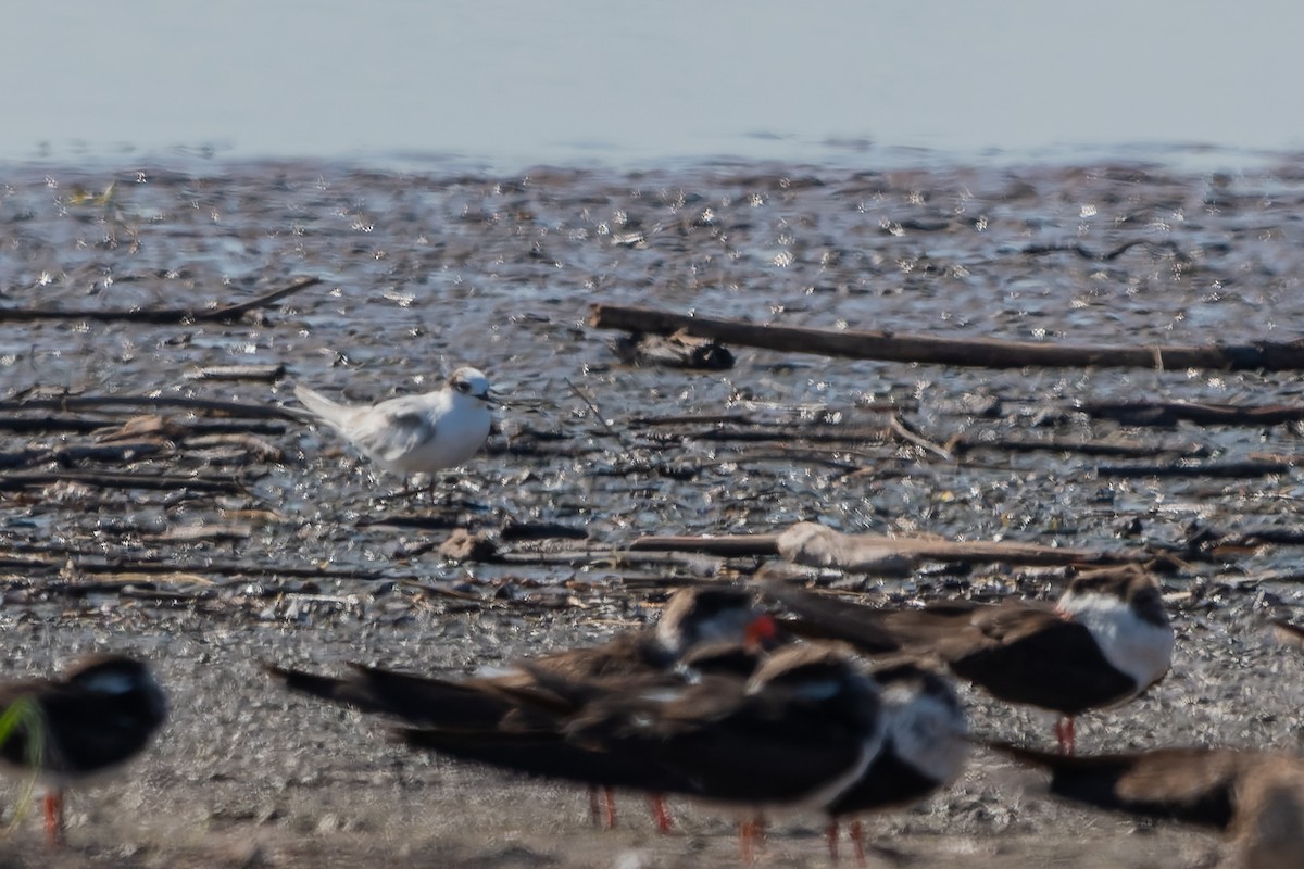 Common Tern - ML613323473