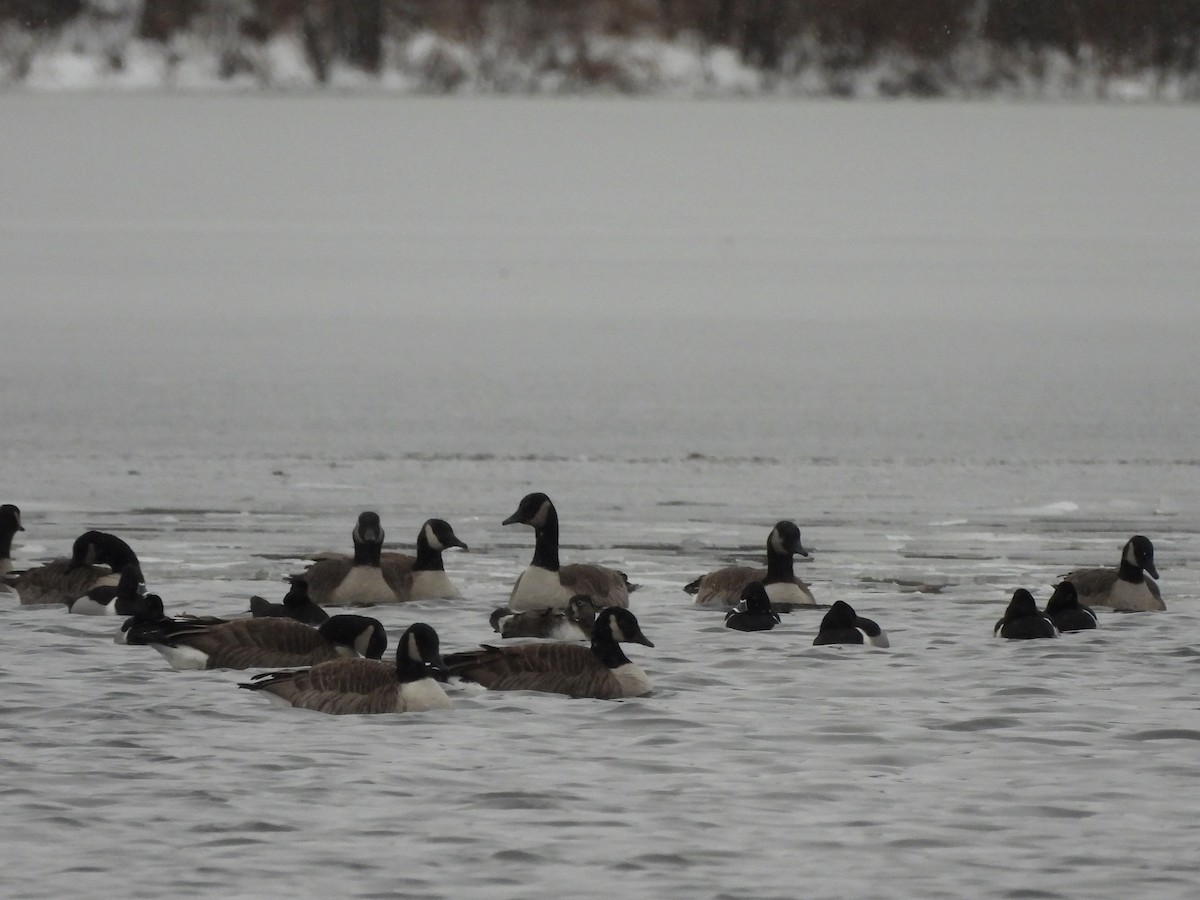 Ring-necked Duck - ML613323482