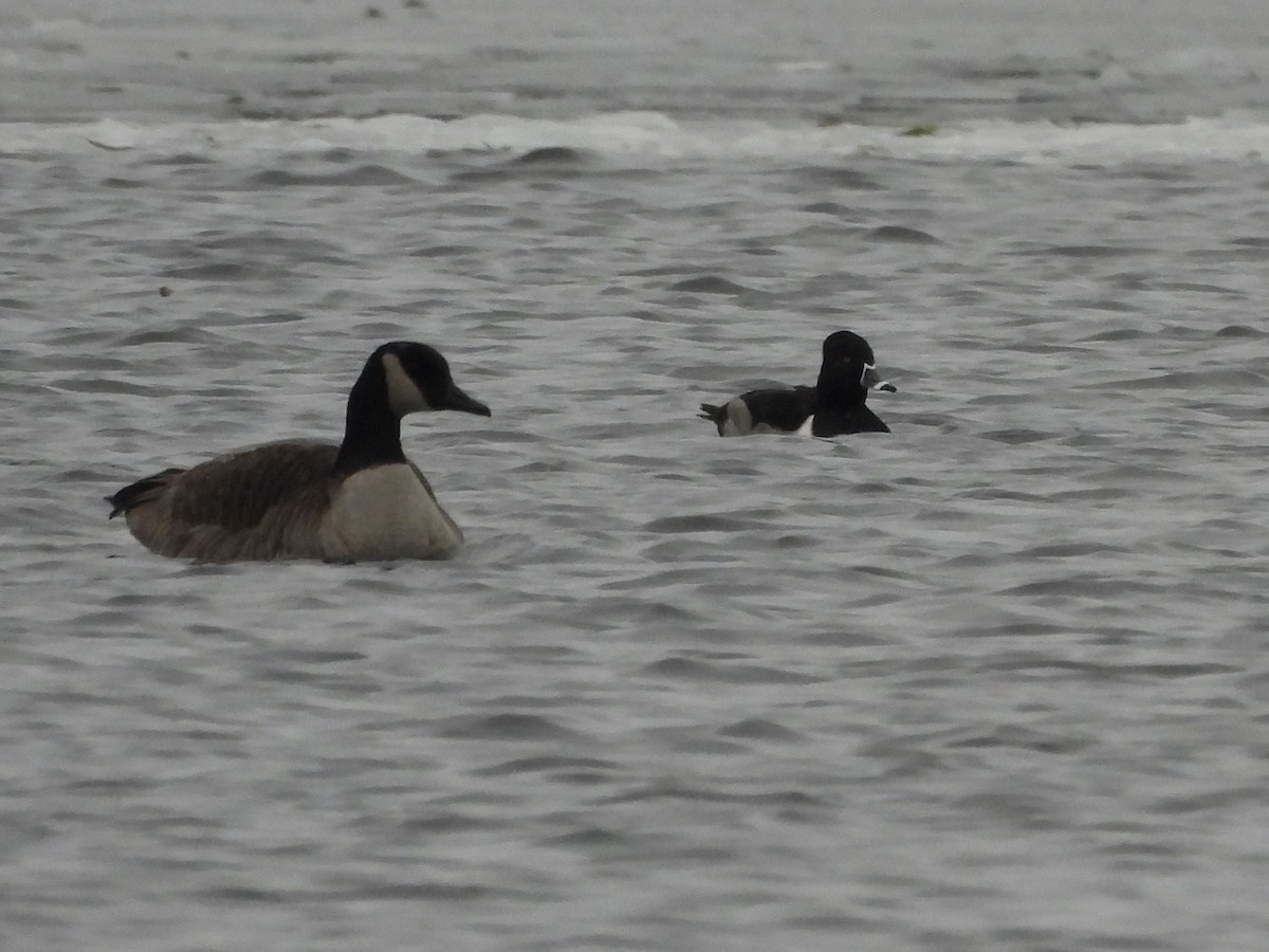 Ring-necked Duck - ML613323494