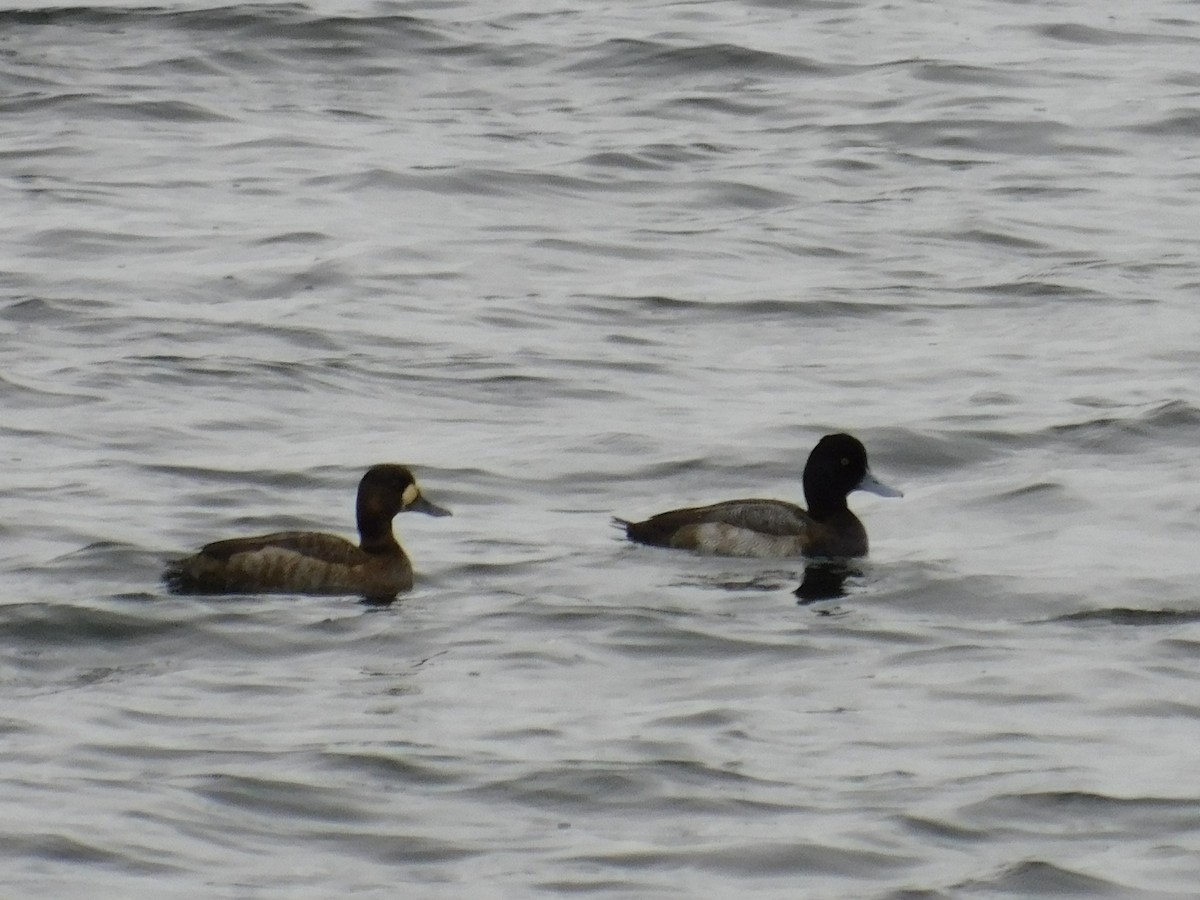 Lesser Scaup - Noah Henkenius