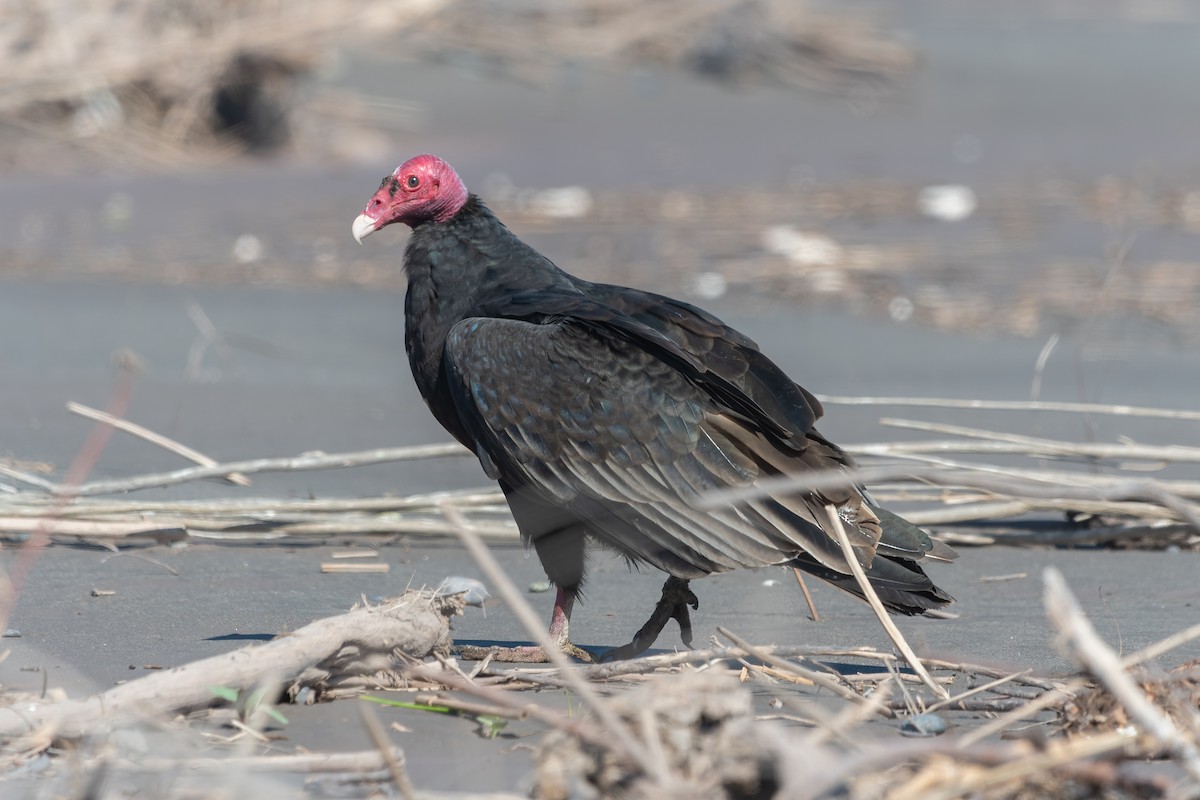 Urubu à tête rouge - ML613323534