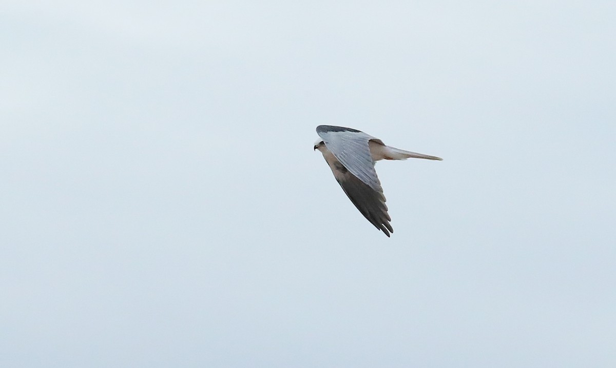 White-tailed Kite - ML613323535