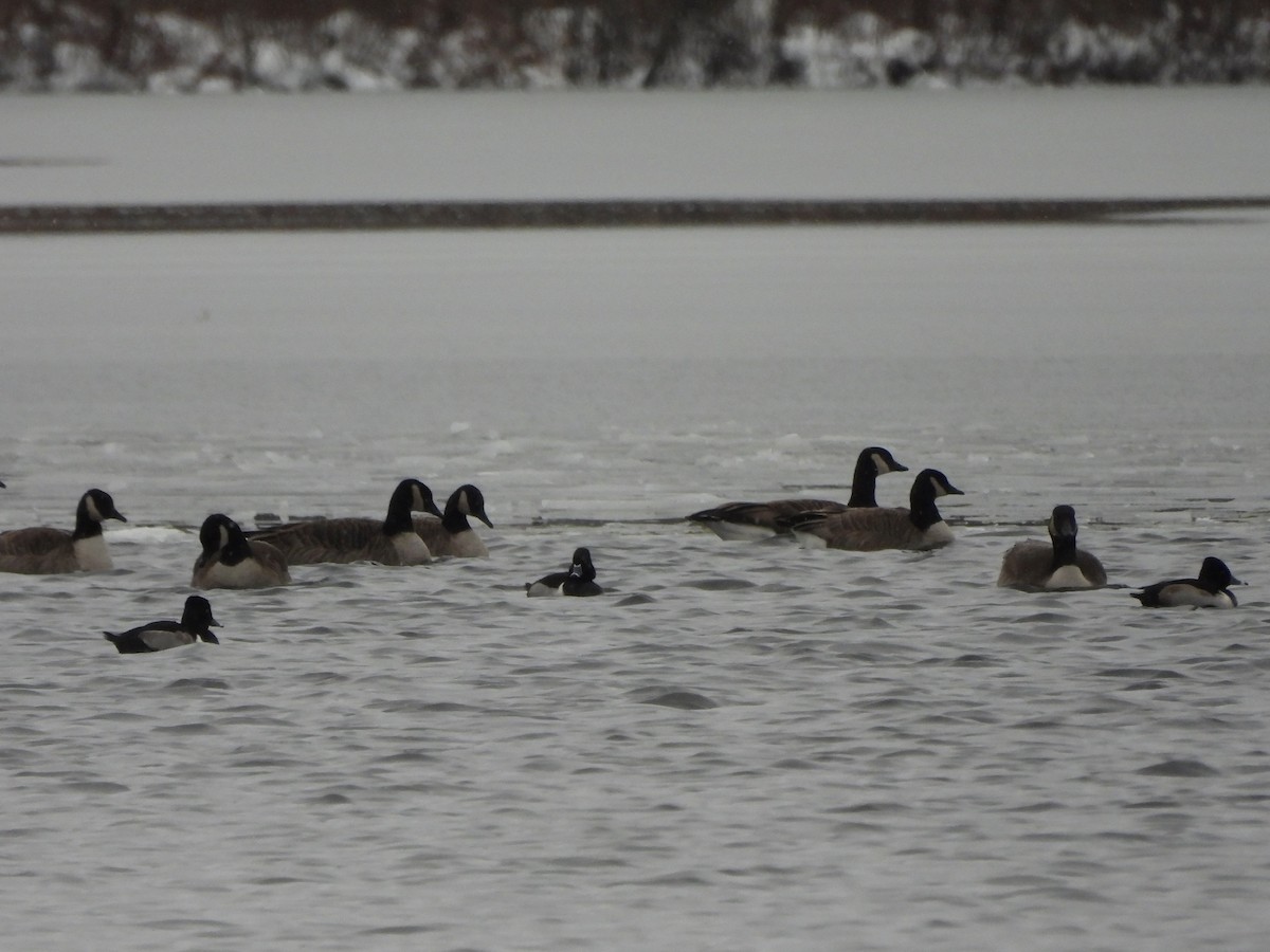 Ring-necked Duck - ML613323547