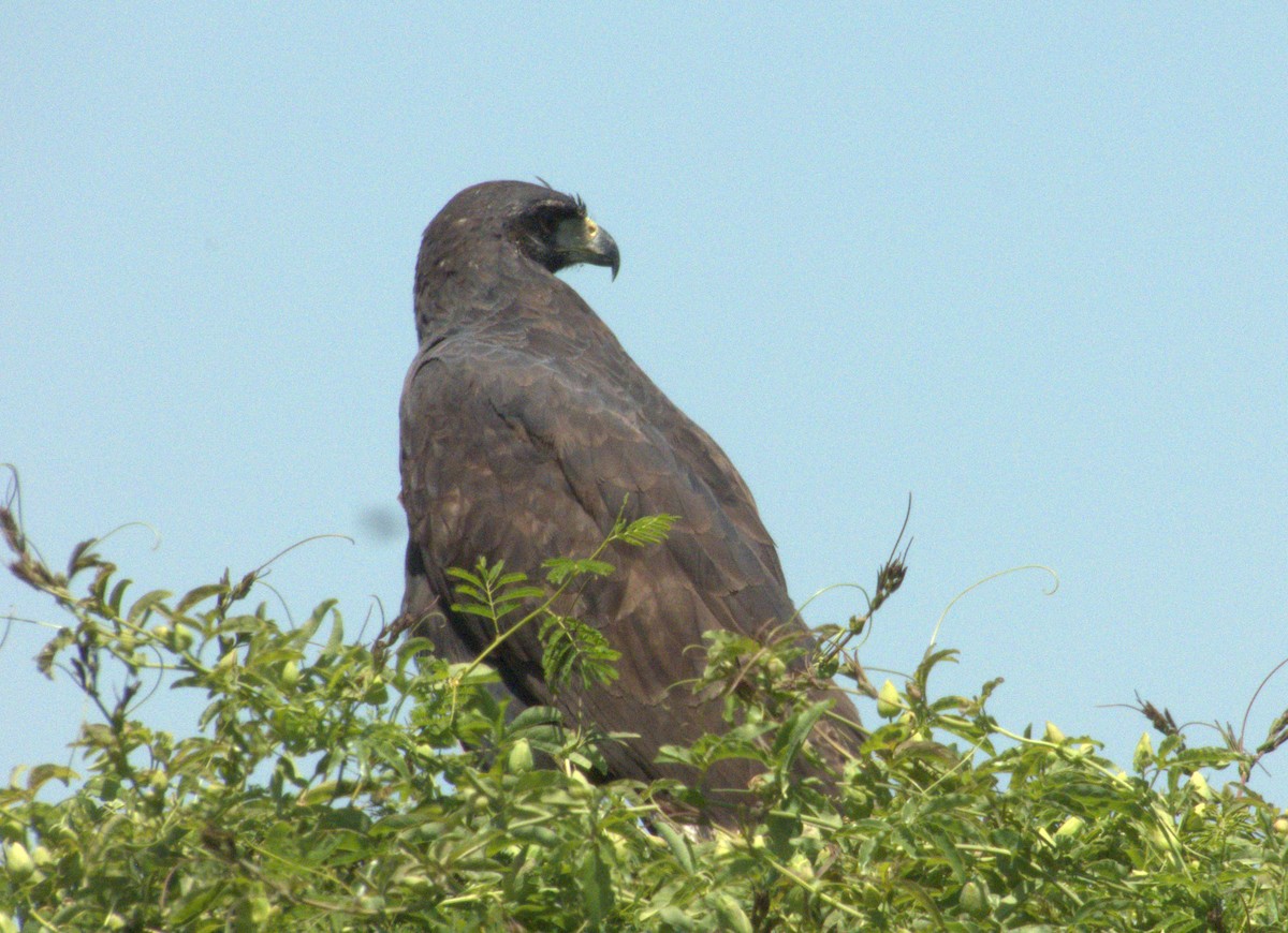 Snail Kite - ML613323582