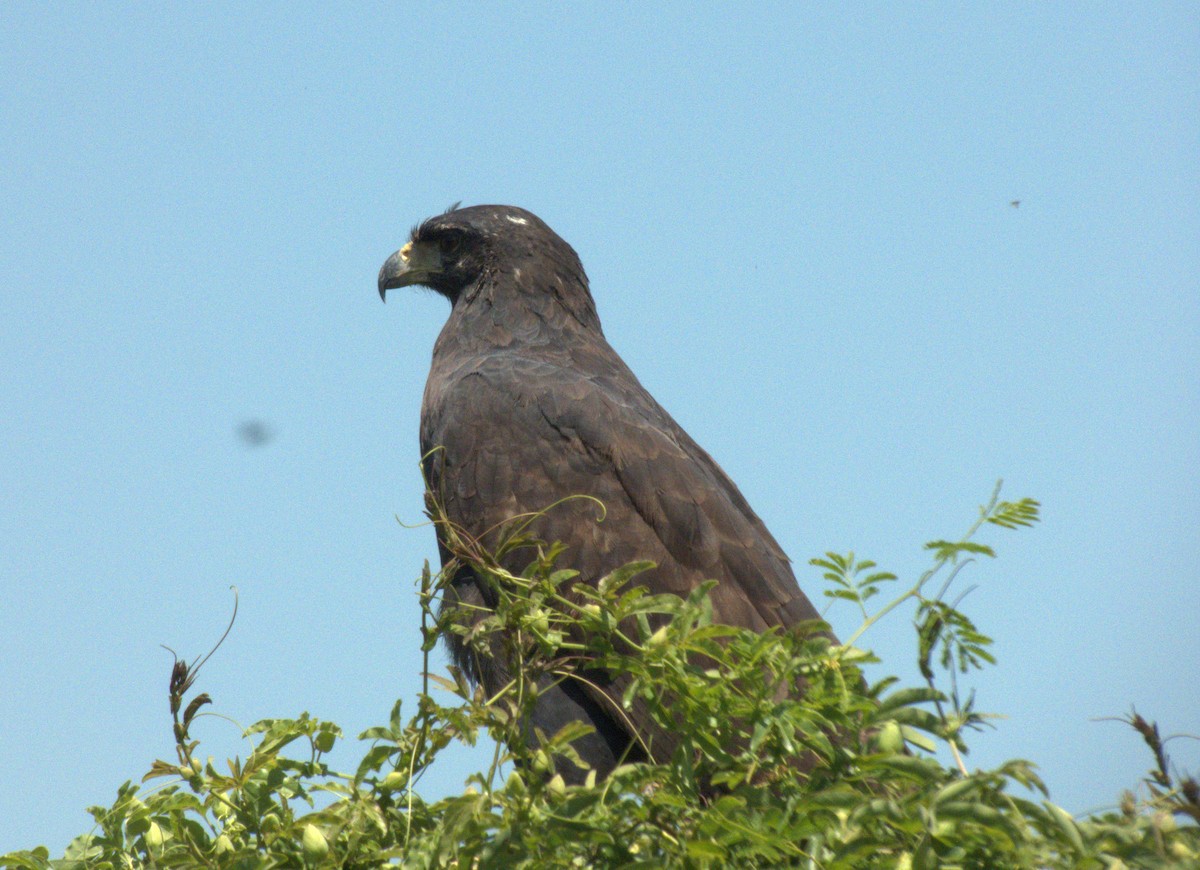 Snail Kite - ML613323590