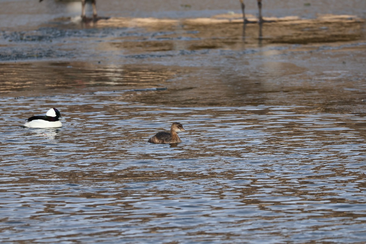 Pied-billed Grebe - ML613323597