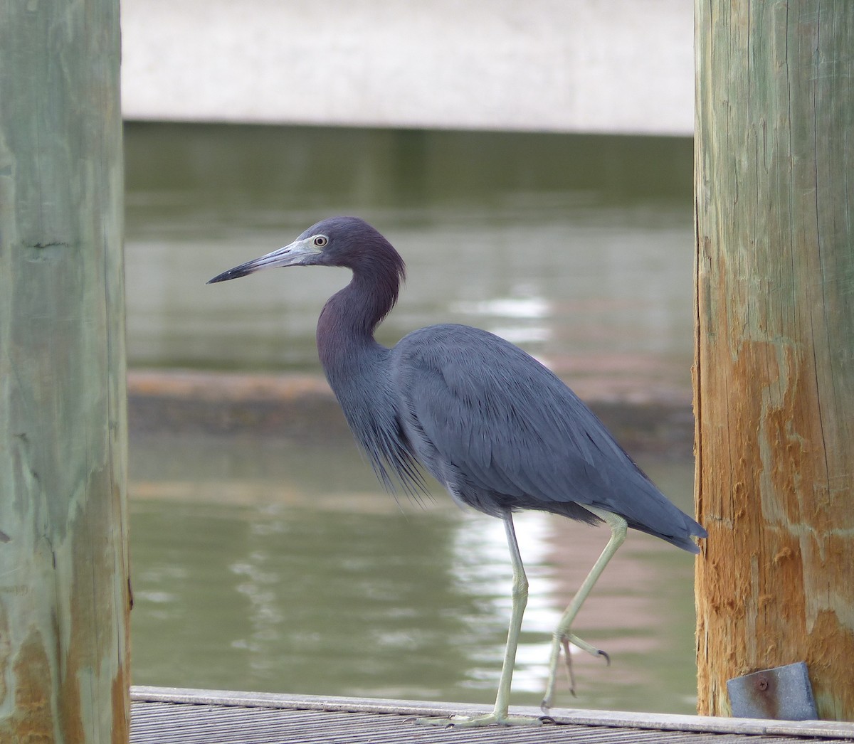 Little Blue Heron - ML613323683