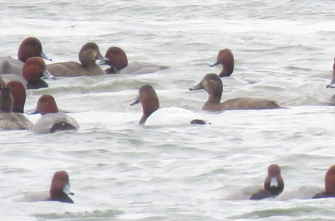 Canvasback - ML613323753