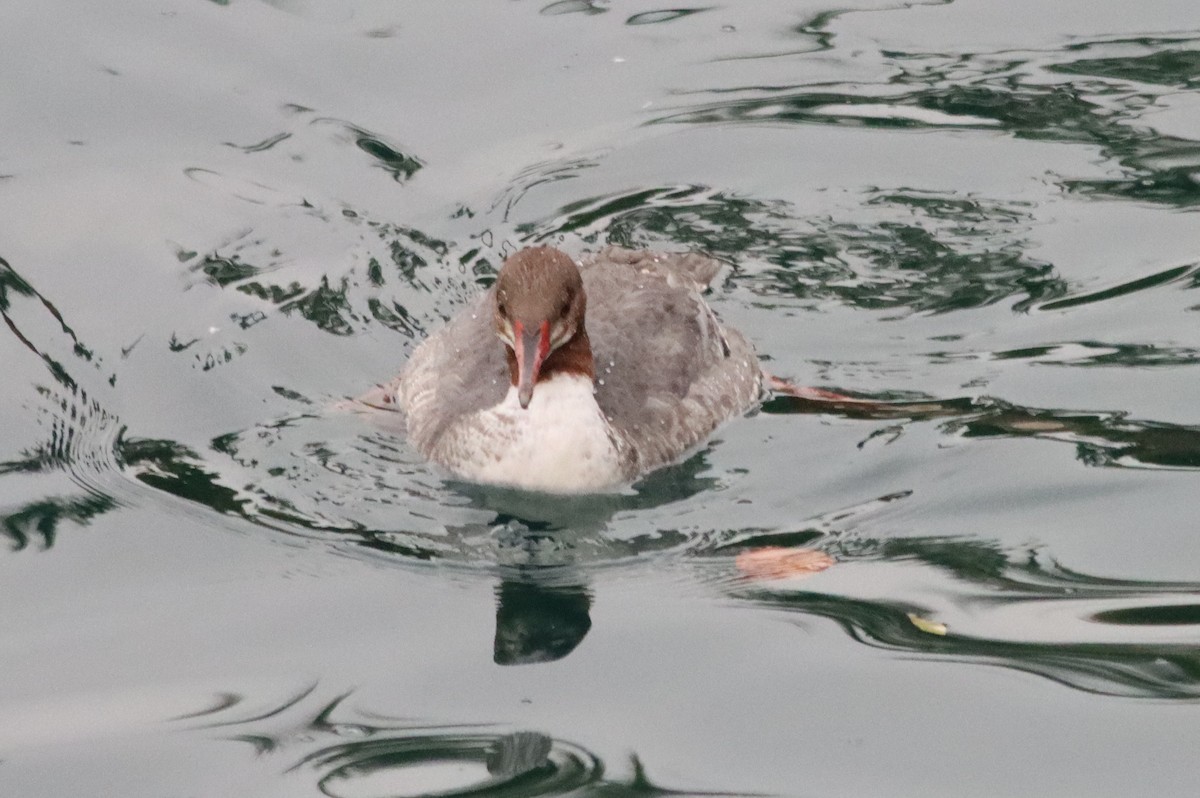 Common Merganser - ML613323777