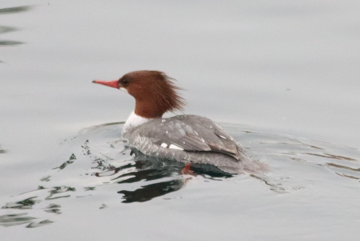 Common Merganser - ML613323778