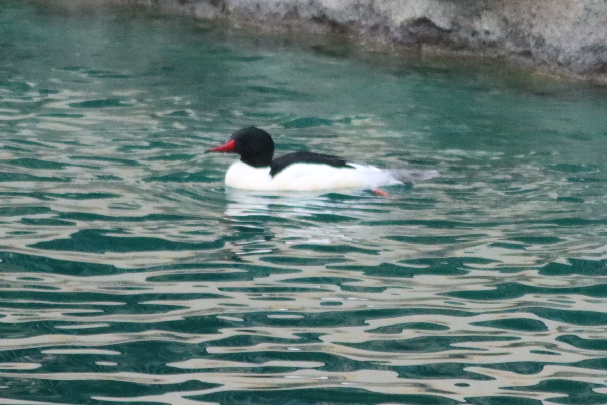 Common Merganser - Dani Galvez