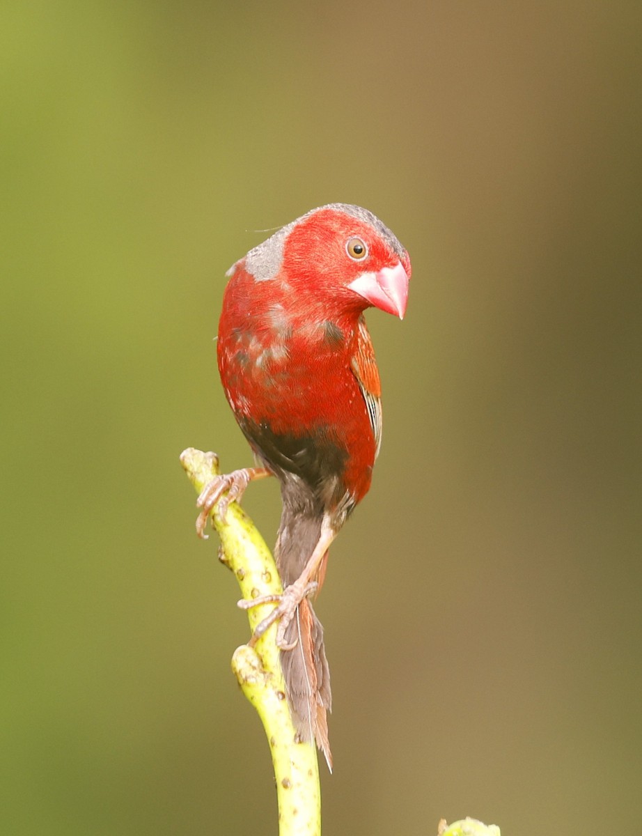 Crimson Finch - ML613323845