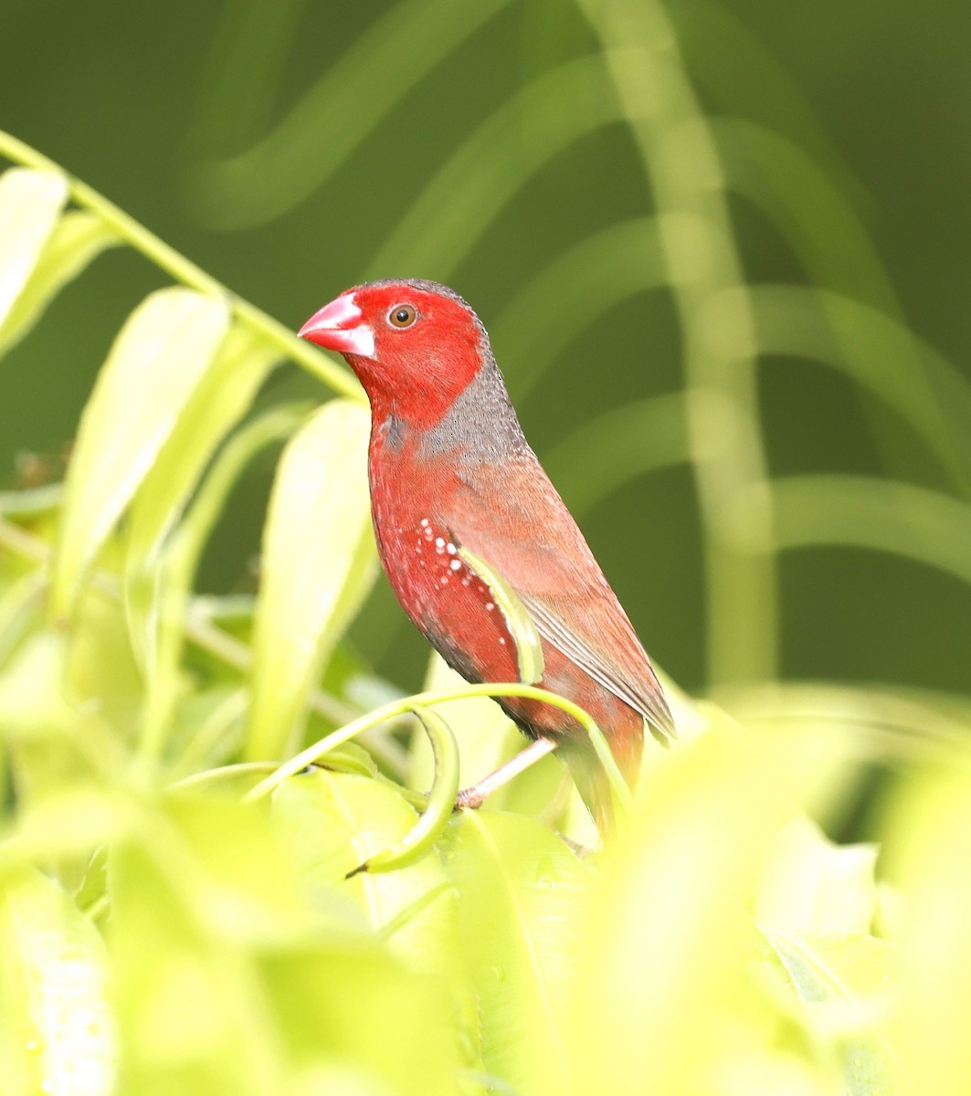 Crimson Finch - ML613323846