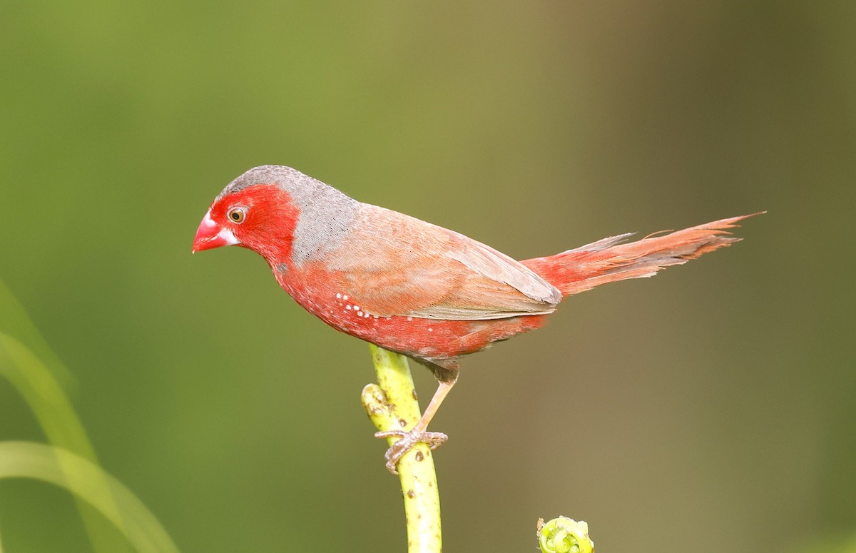 Crimson Finch - ML613323847