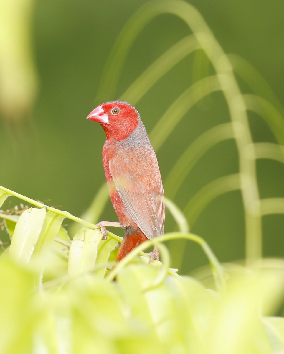 Crimson Finch - ML613323848