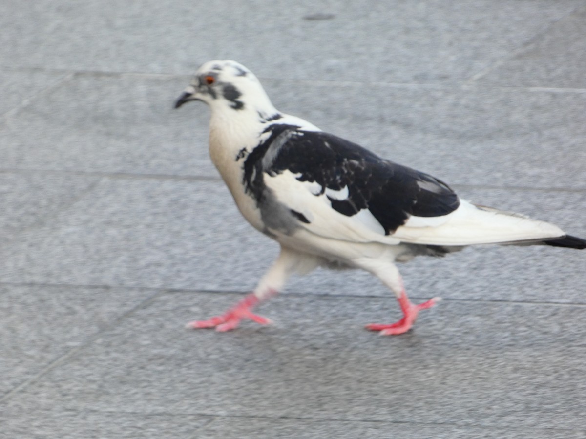 Rock Pigeon (Feral Pigeon) - ML613323851