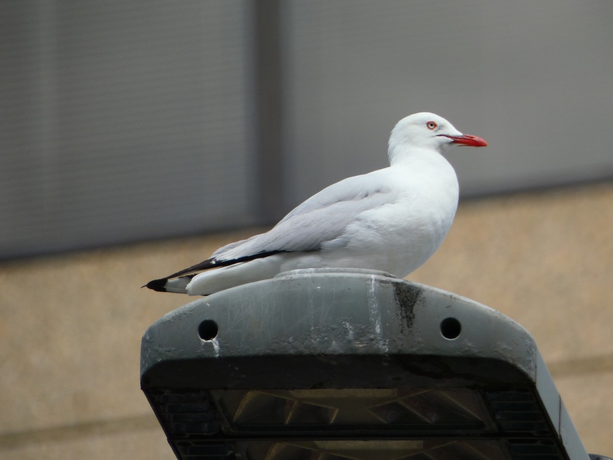 Gaviota Plateada - ML613323857