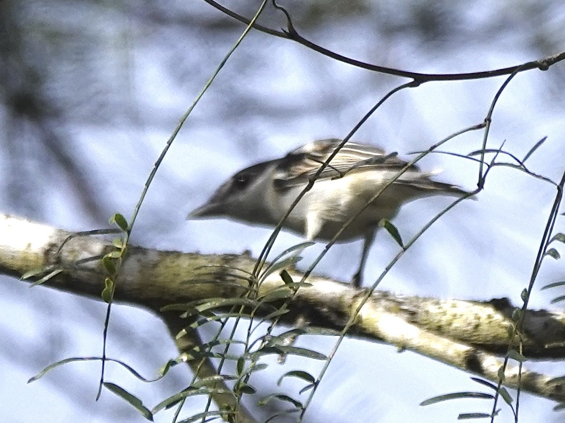 Gray-collared Becard - ML613323871