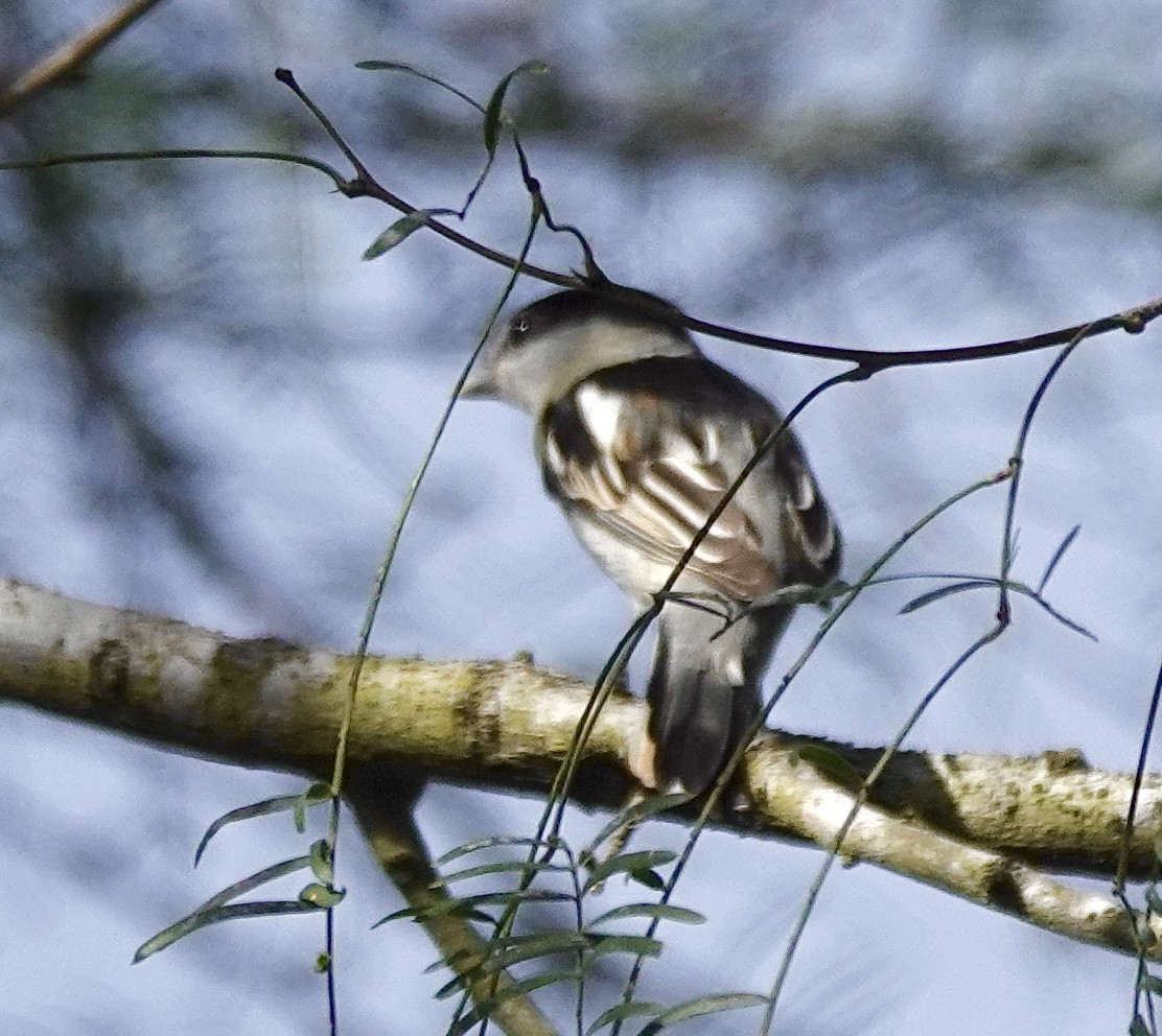 Gray-collared Becard - ML613323872