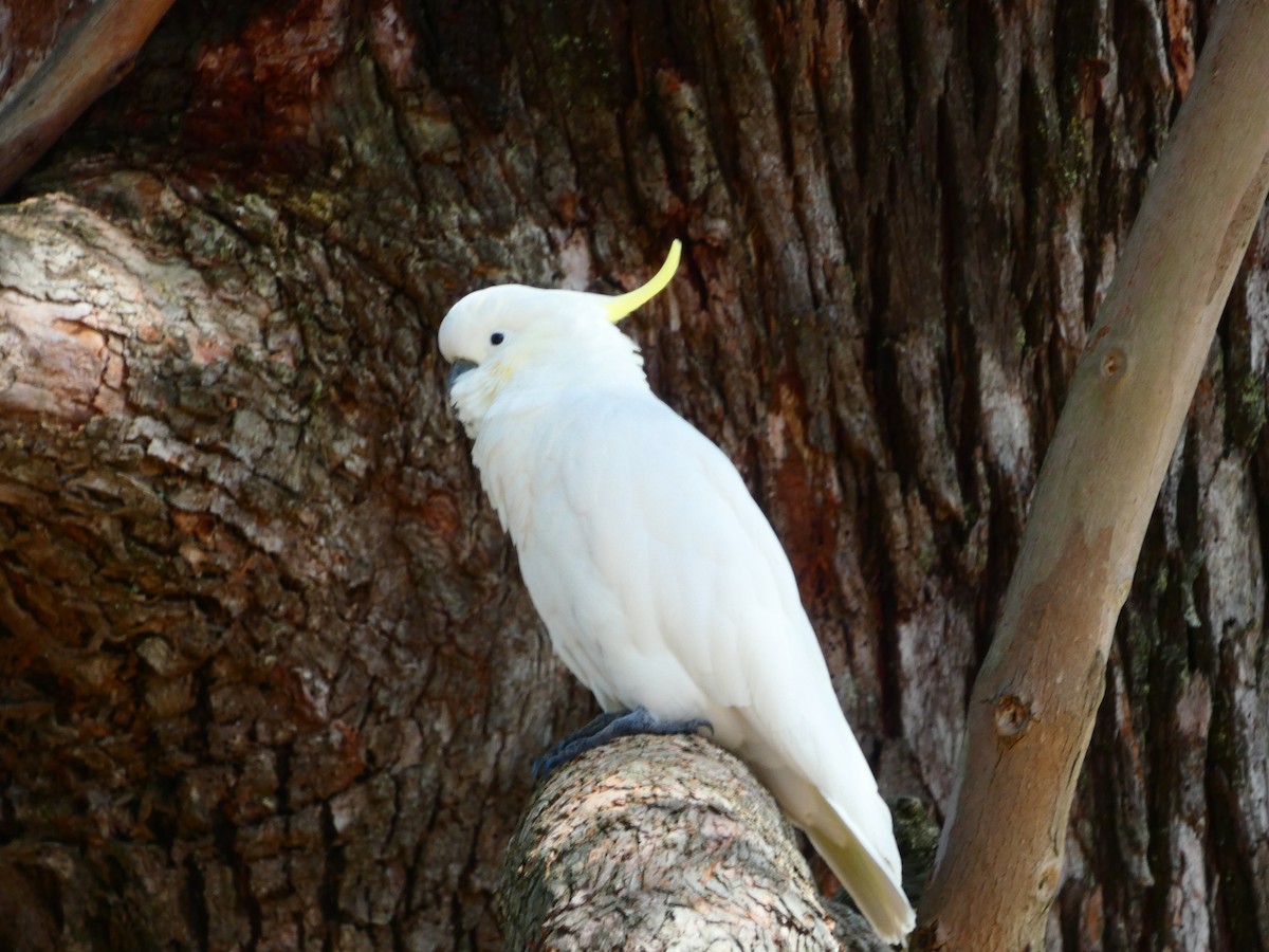 Cacatúa Galerita - ML613323875