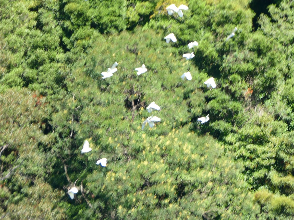 Sulphur-crested Cockatoo - ML613323894