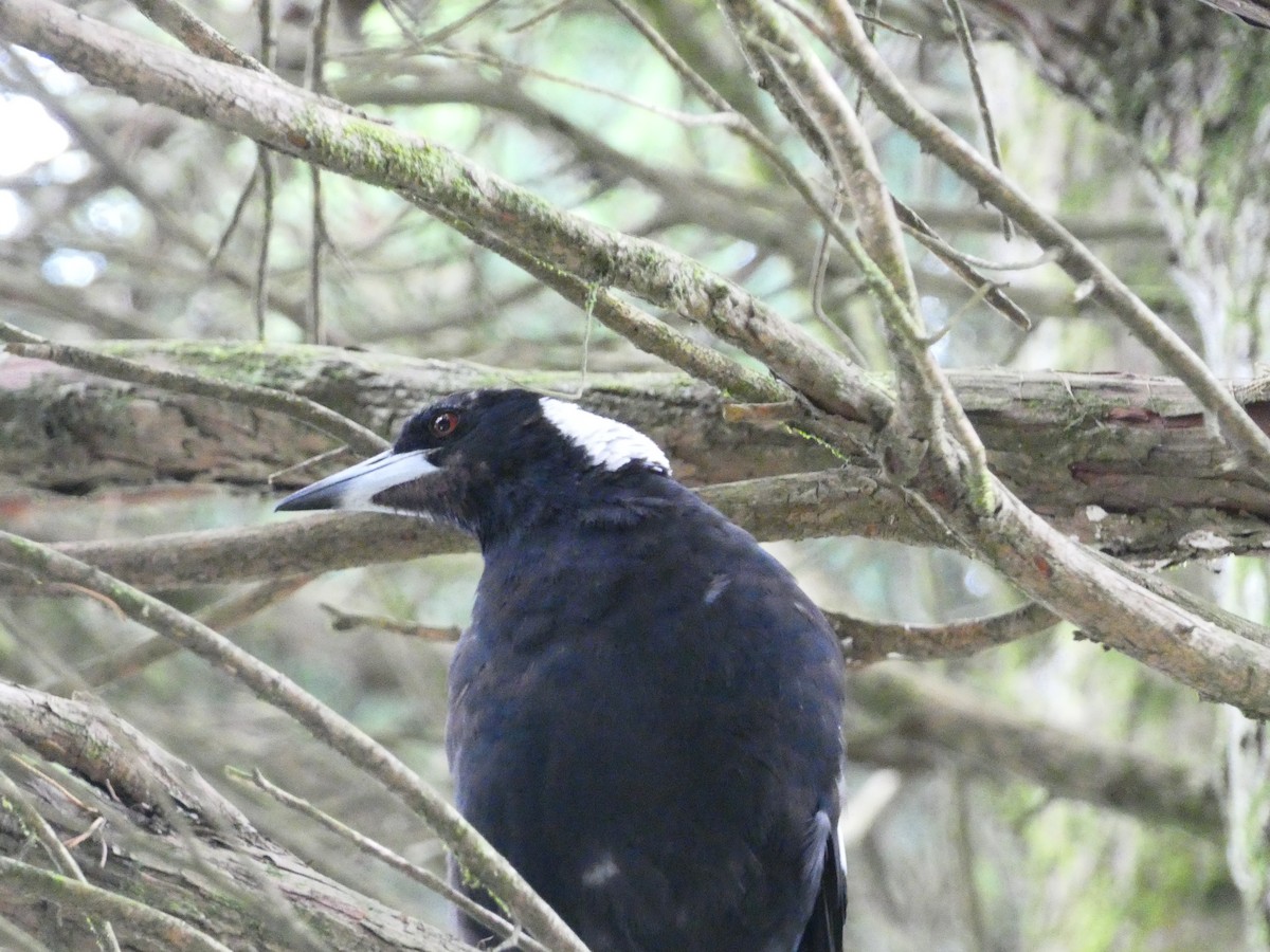 Australian Magpie - ML613323900