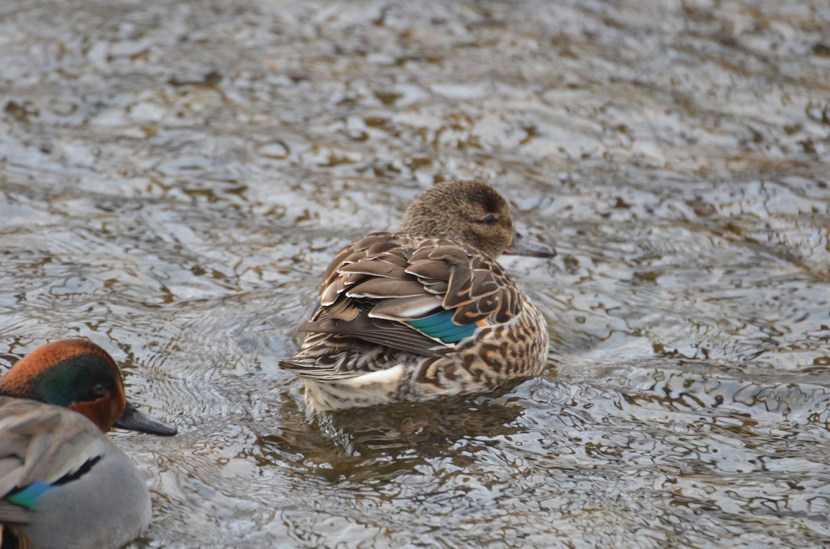 Green-winged Teal - ML613324027