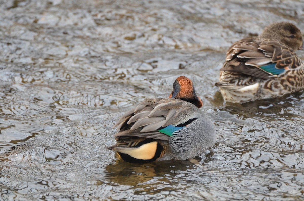 Green-winged Teal - ML613324045
