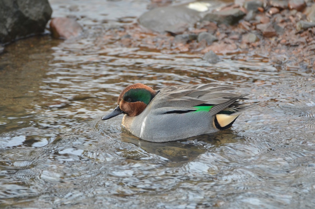 Green-winged Teal - Richard Garrigus