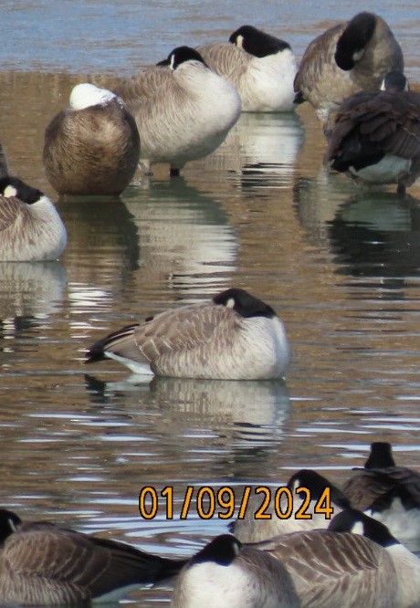 Snow/Ross's x Cackling/Canada Goose (hybrid) - ML613324063