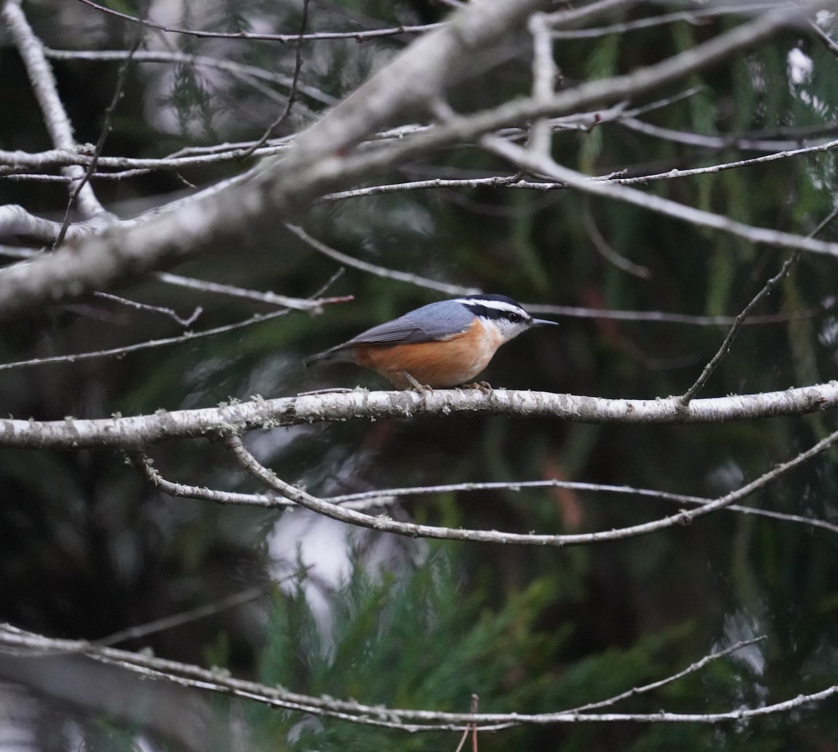 Red-breasted Nuthatch - ML613324073