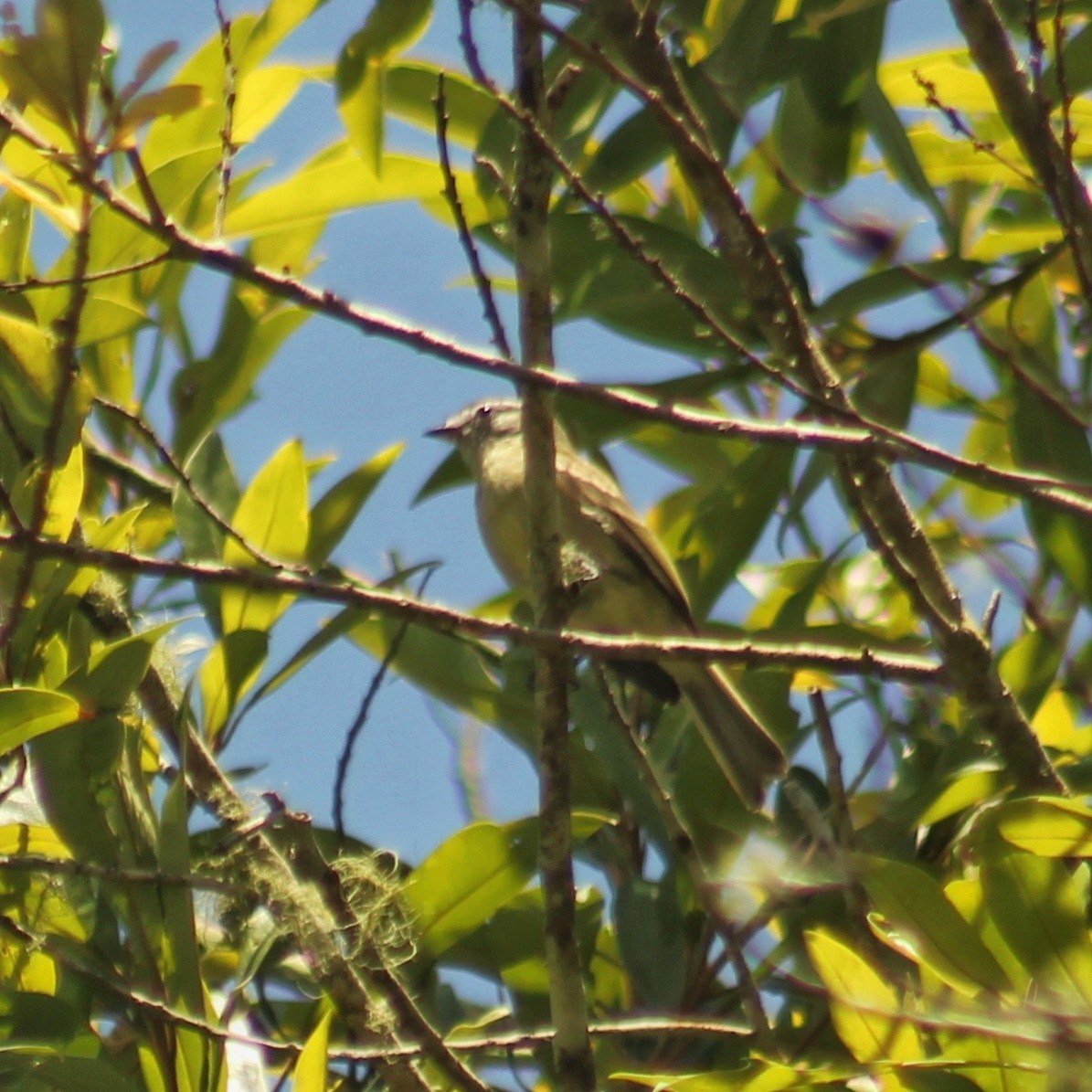 Rough-legged Tyrannulet - Guillermo Andreo