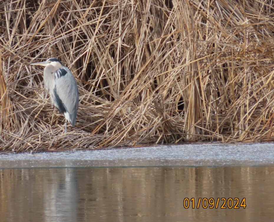 Great Blue Heron - Anonymous