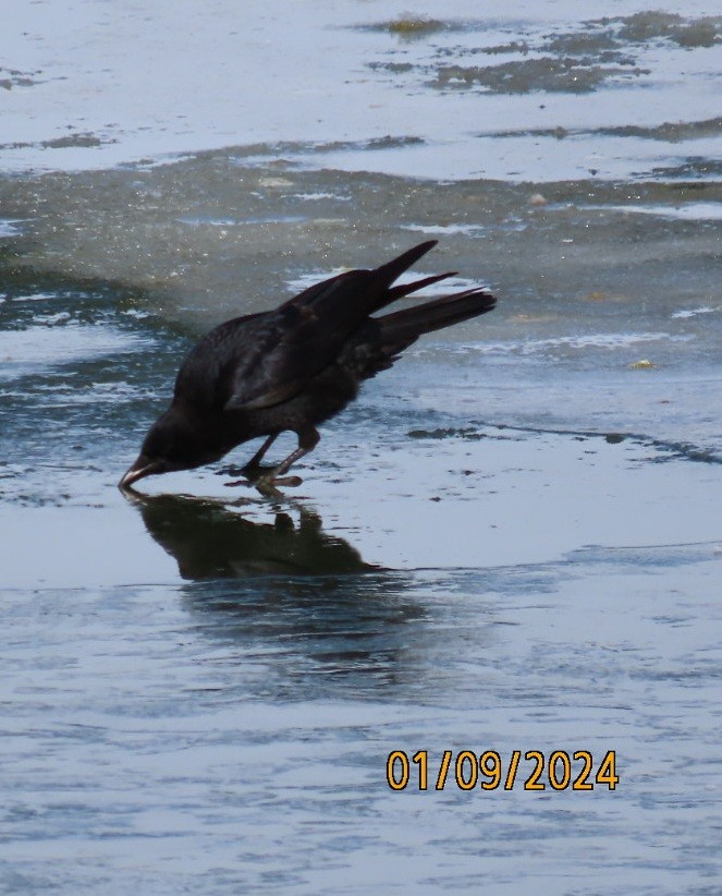 American Crow - Anonymous