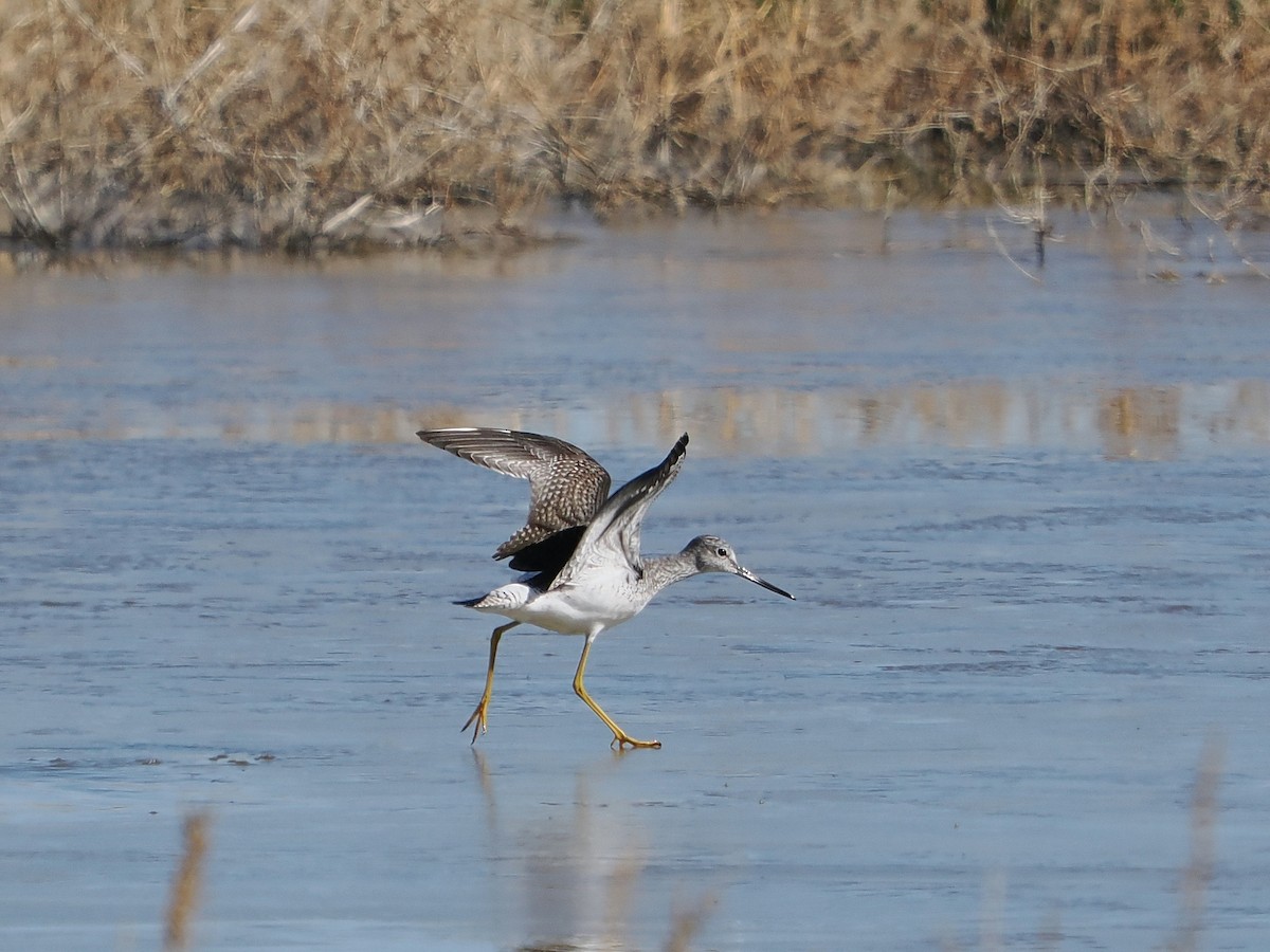 Greater Yellowlegs - ML613324174